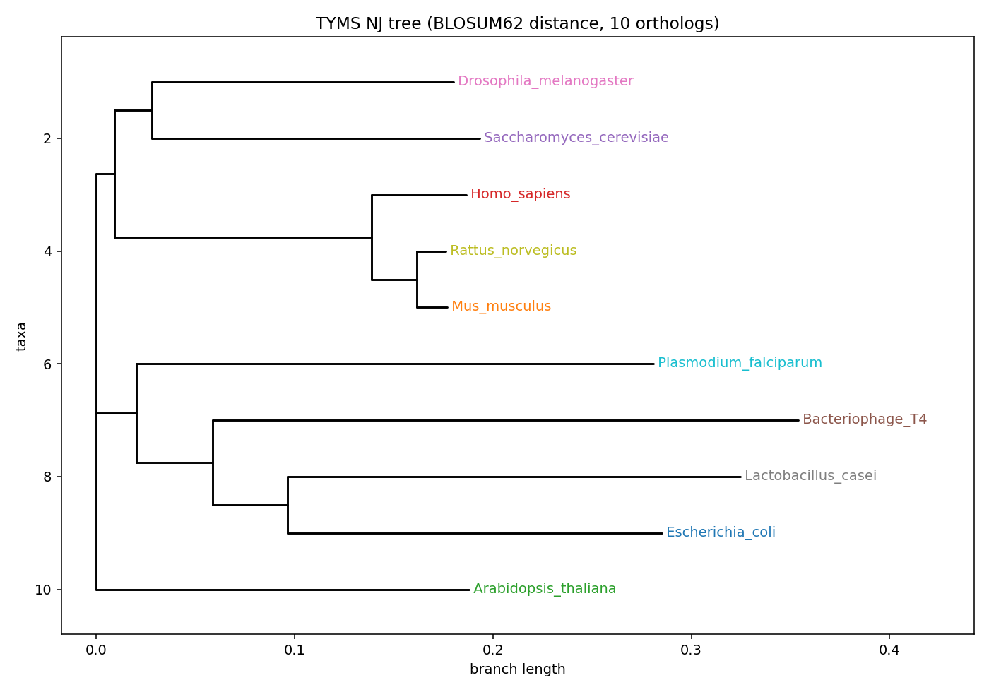 TYMS phylogeny