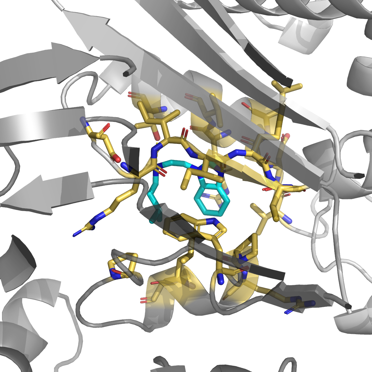 Flurbiprofen docked in cavity 12 (hydrophobic surface) of TYMS